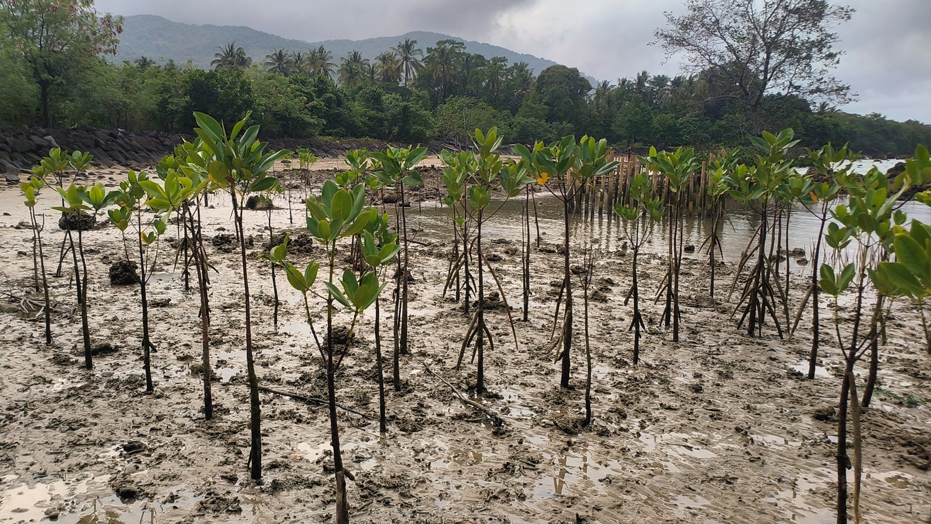 The Blue Carbon Program's mangrove rehabilitation sites, each managed by local community groups | Photo: Tony Liong / Open Mapping Hub - Asia-Pacific