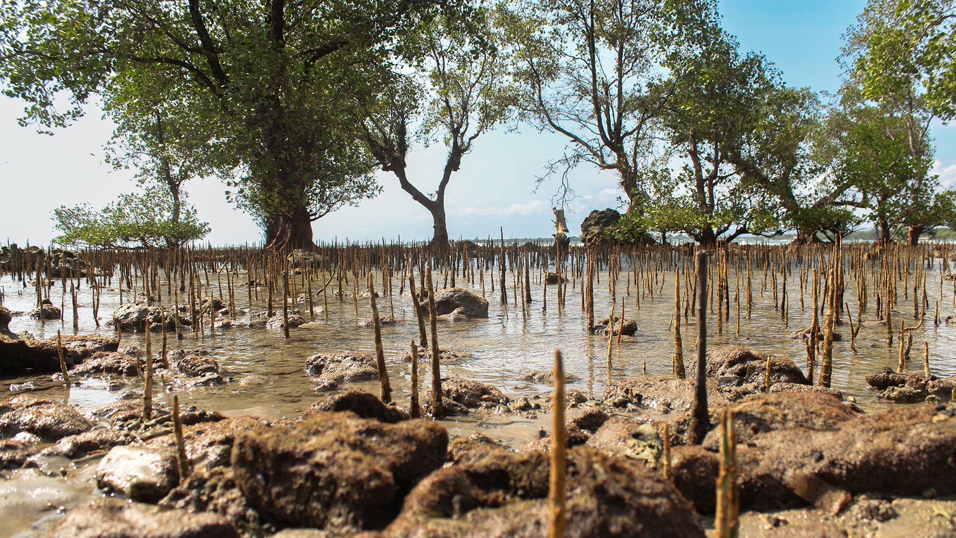 The Blue Carbon Program's mangrove rehabilitation sites, each managed by local community groups | Photo: Tony Liong / Open Mapping Hub - Asia-Pacific