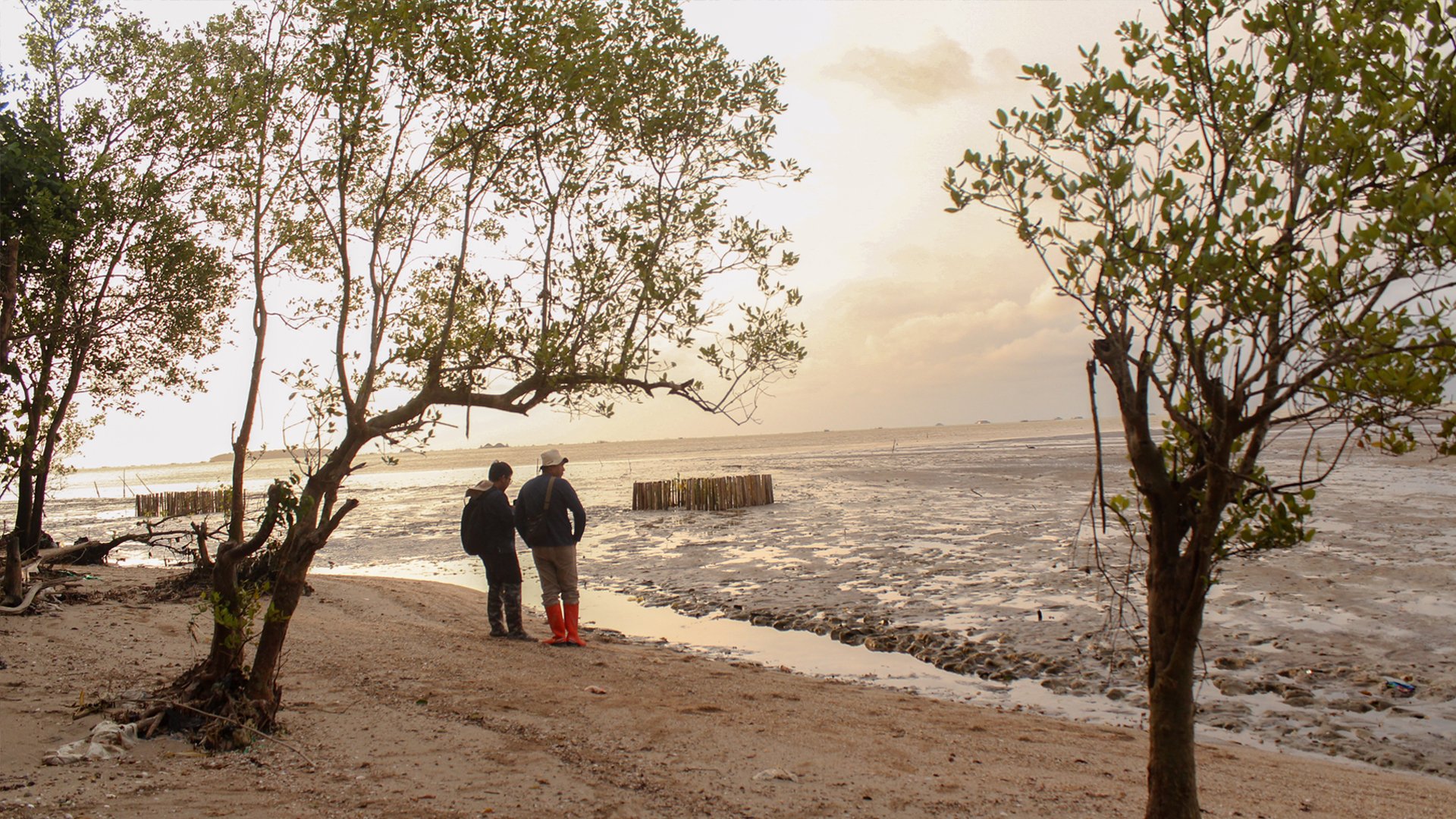 The Blue Carbon Program's mangrove rehabilitation sites, each managed by local community groups | Photo: Tony Liong / Open Mapping Hub - Asia-Pacific