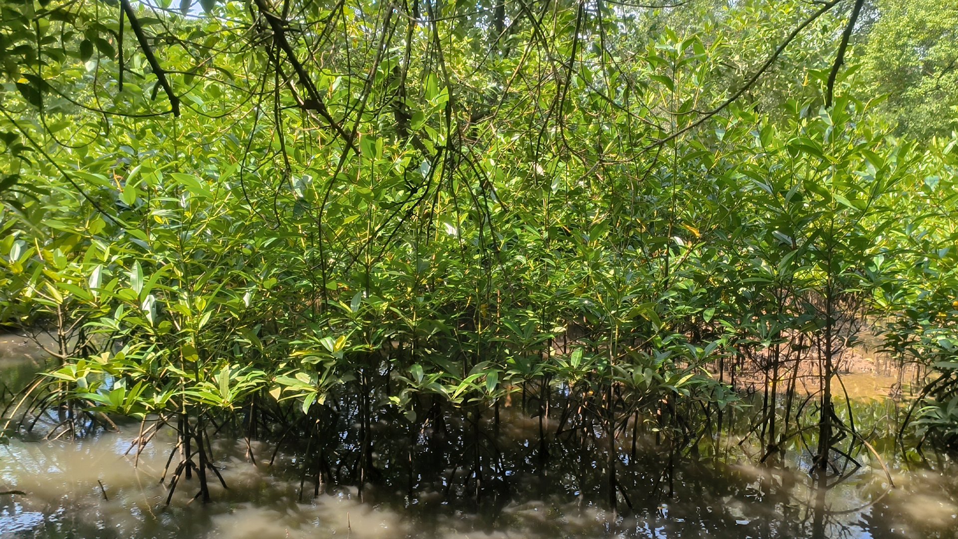 The Blue Carbon Program's mangrove rehabilitation sites, each managed by local community groups | Photo: Tony Liong / Open Mapping Hub - Asia-Pacific
